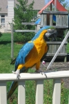 -Amazons-Black-palm-cockatoo-Blue-and-gold-macaw