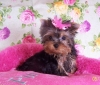cut-and-nice-yorkie-pupppy-for-adoption