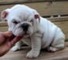 Cute-English-bulldog-puppies-for-Xmas