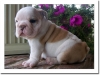 Maltese-puppies-available-for-sale