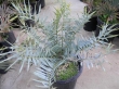 very-rare-Very-nice-encephalartos-seeds-and-seedlings-for-sale